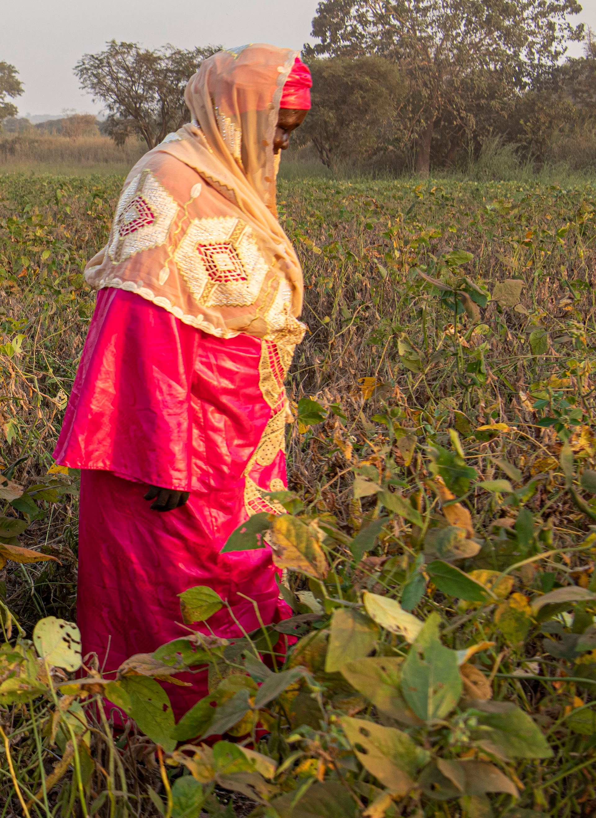 field-woman-fonio